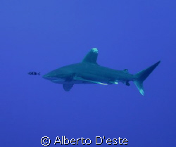 Longimanus Shark by Alberto D'este 
